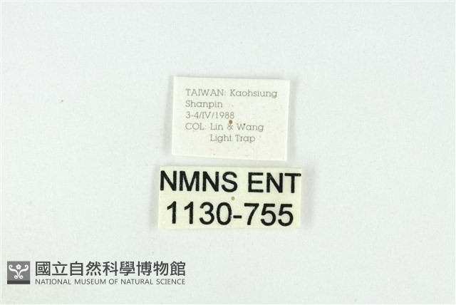 黑翅黃毒蛾藏品圖，第3張