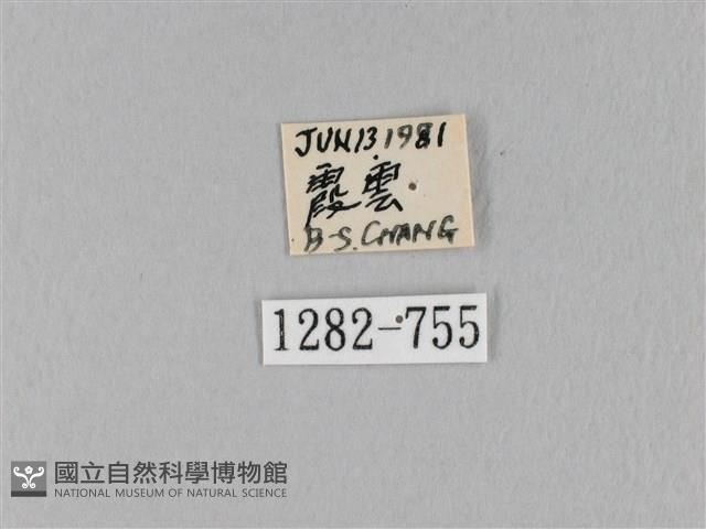 馬尾松枯葉蛾藏品圖，第3張