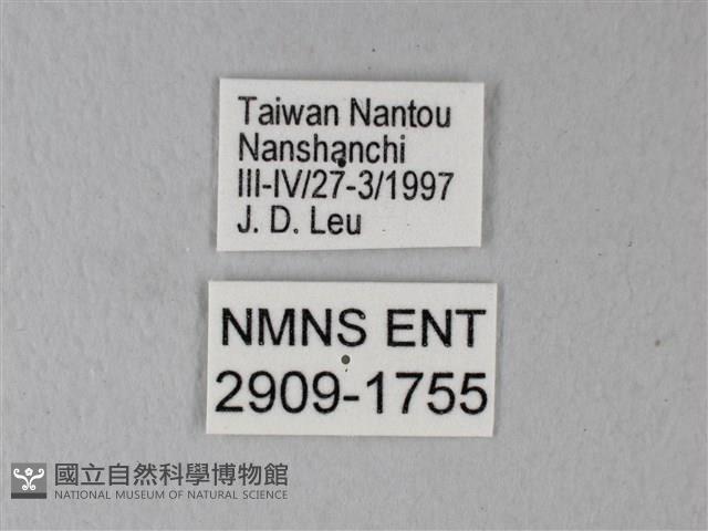 橙端粉蝶、端紅蝶藏品圖，第3張