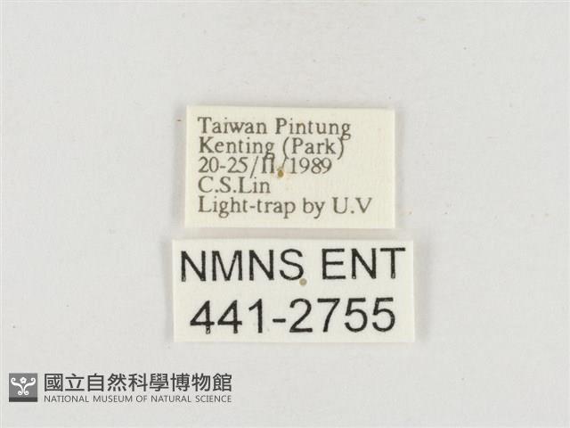 小白紋毒蛾藏品圖，第3張