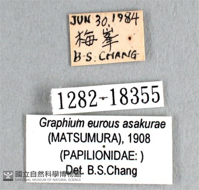 劍鳳蝶藏品圖，第3張