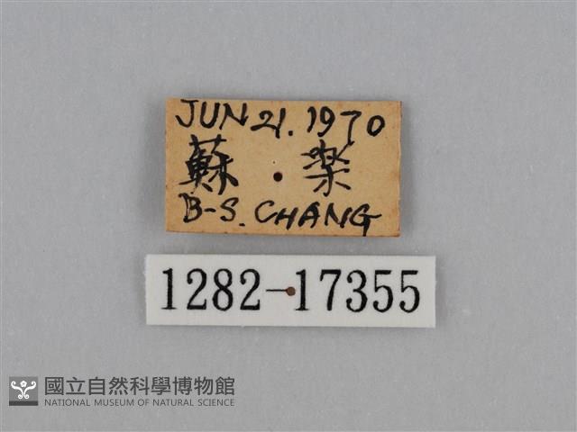 圓翅鉤粉蝶藏品圖，第3張