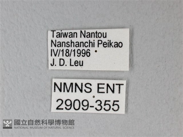 異粉蝶、雌白黃蝶藏品圖，第3張