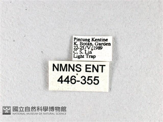 香蕉弄蝶藏品圖，第3張