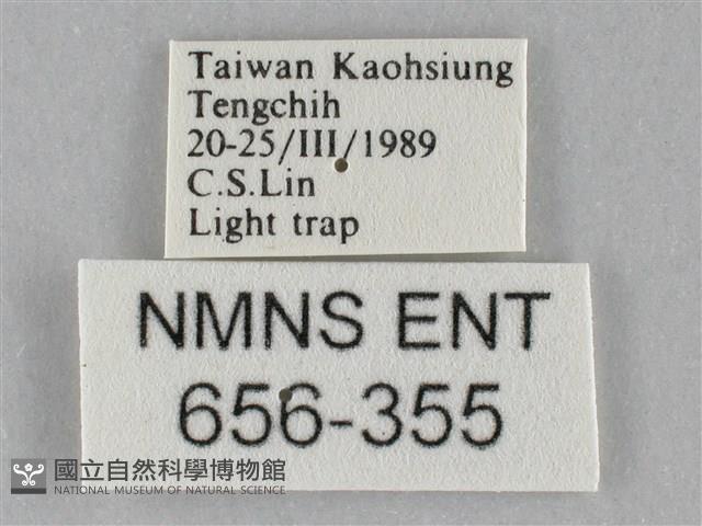 斜紋夜盜蛾藏品圖，第3張