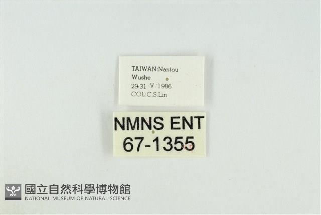 黑翅黃毒蛾藏品圖，第3張