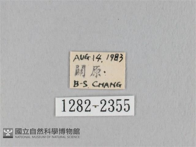 褐斜帶枯葉蛾藏品圖，第3張