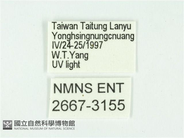 叉紋閃舞蛾藏品圖，第3張