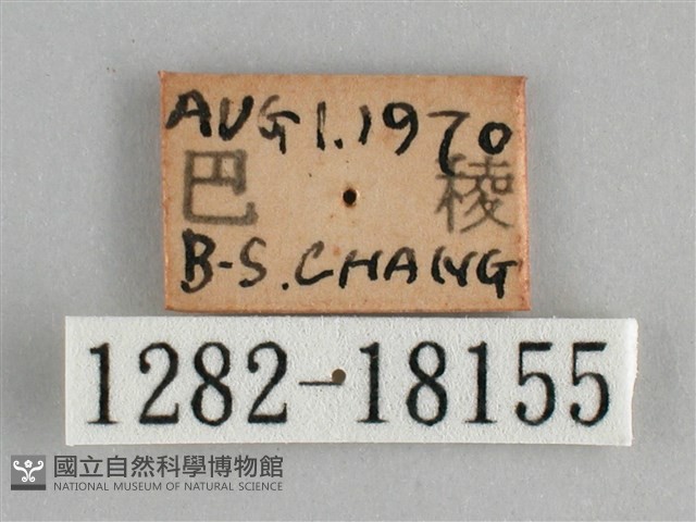 臺灣環蛺蝶藏品圖，第3張