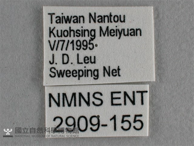 散紋盛蛺蝶藏品圖，第3張