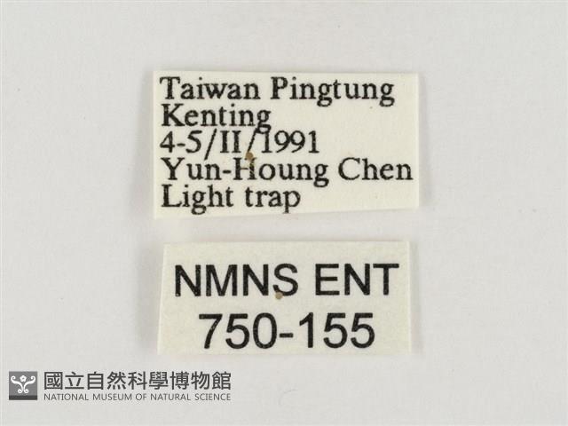 榕透翅毒蛾藏品圖，第3張