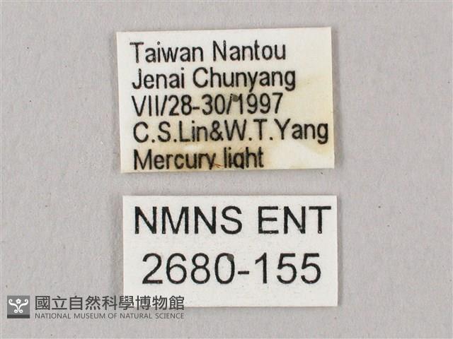 黑角六點天蛾藏品圖，第3張