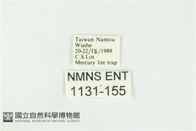 寬紋黃毒蛾藏品圖，第3張