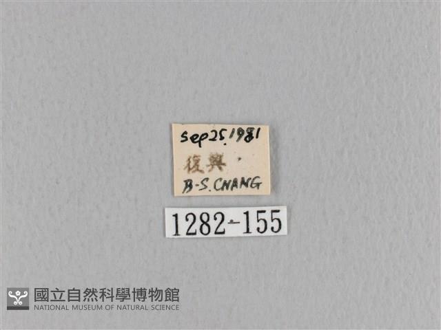 大褐斑枯葉蛾藏品圖，第3張