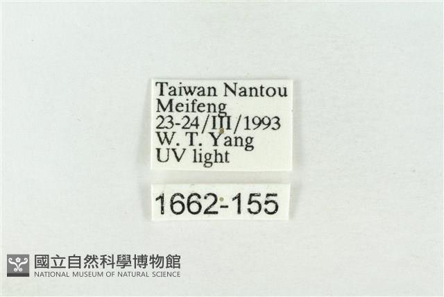 連珠波紋蛾藏品圖，第3張