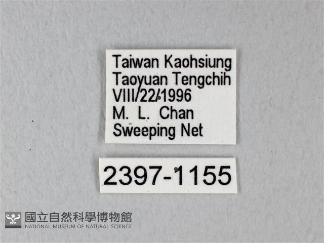 緣點白粉蝶藏品圖，第3張