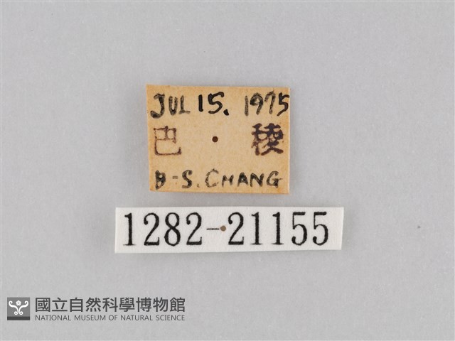 大波眼蝶藏品圖，第3張