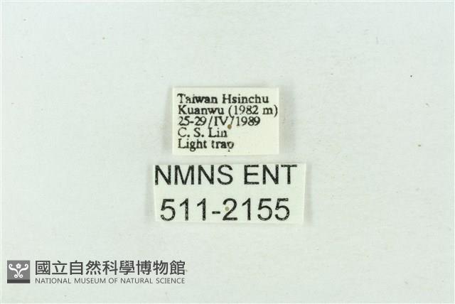 臺雪苔蛾藏品圖，第3張