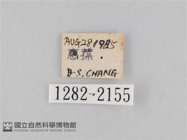 橙擬燈蛾藏品圖，第3張