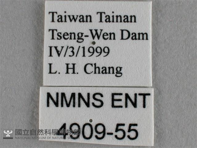 蘇鐵綺灰蝶藏品圖，第3張