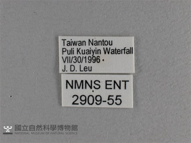 大紅蛺蝶藏品圖，第3張