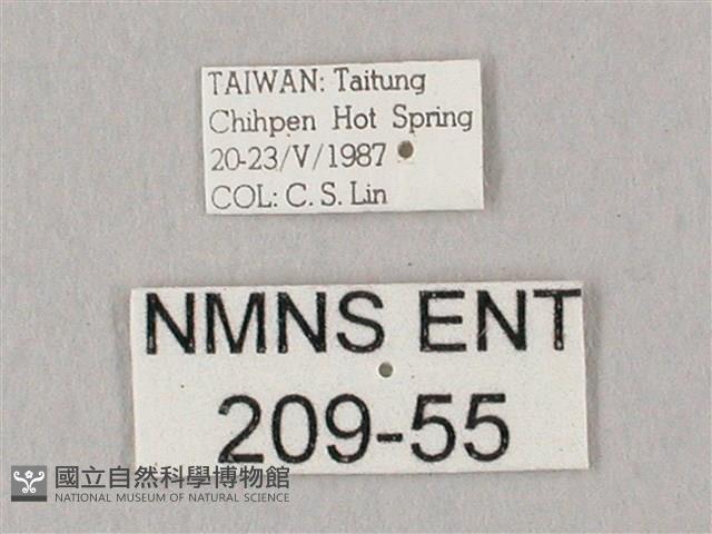 白點天蛾 藏品圖，第3張