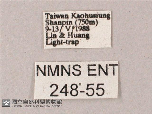 間斷斜紋天蛾藏品圖，第3張