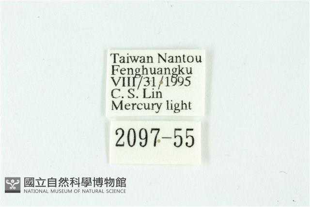 三條橙燈蛾藏品圖，第3張