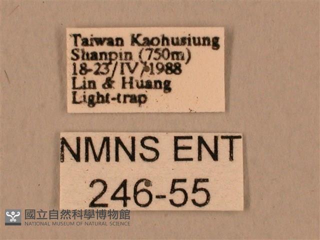 臺灣鷹翅天蛾藏品圖，第3張