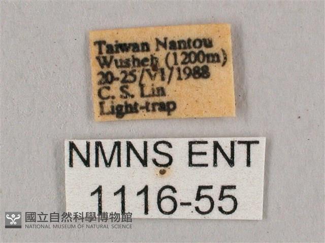 黑角六點天蛾藏品圖，第3張