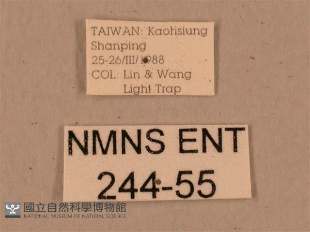 背中白天蛾藏品圖，第3張