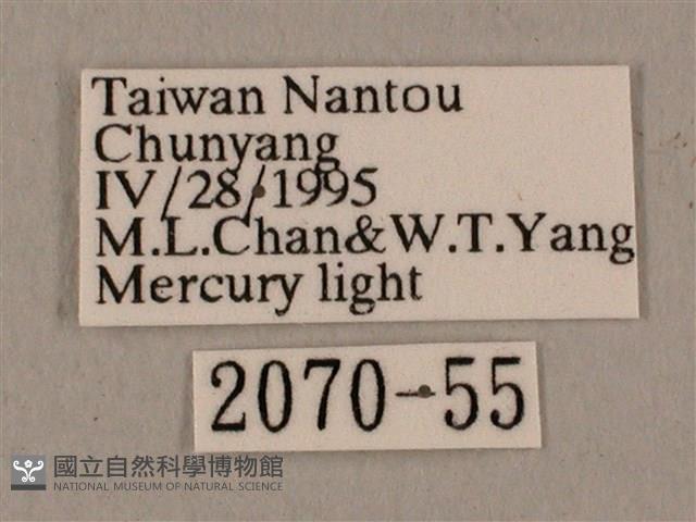 黑帶鷹翅天蛾藏品圖，第3張