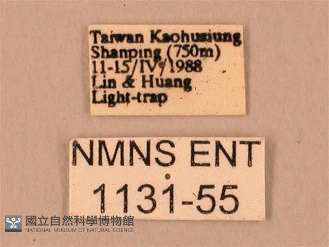 臺灣鋸翅天蛾藏品圖，第3張