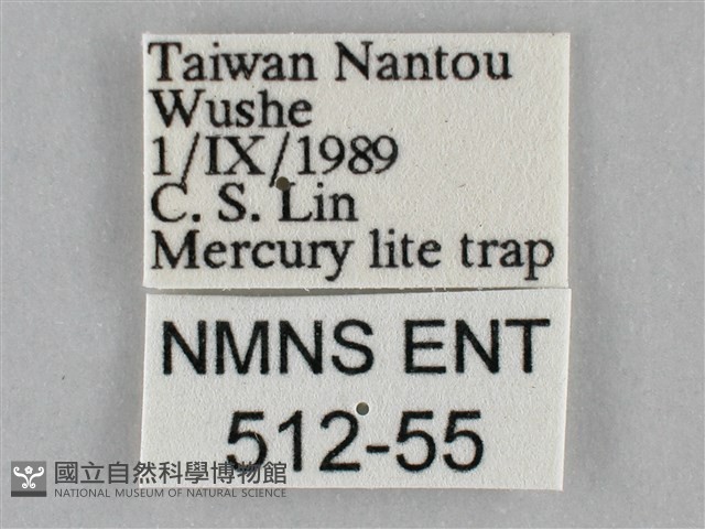 橙帶藍尺蛾藏品圖，第3張