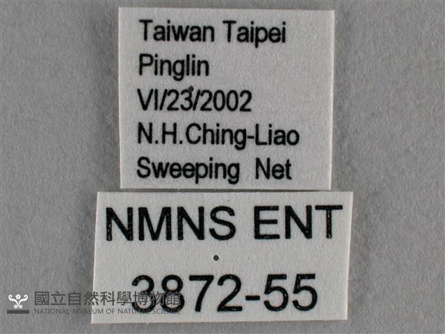 波灰蝶藏品圖，第3張