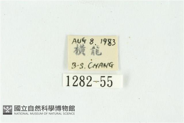 白斑散紋夜蛾藏品圖，第3張