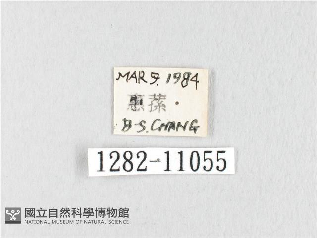 銀肩枯葉蛾藏品圖，第3張