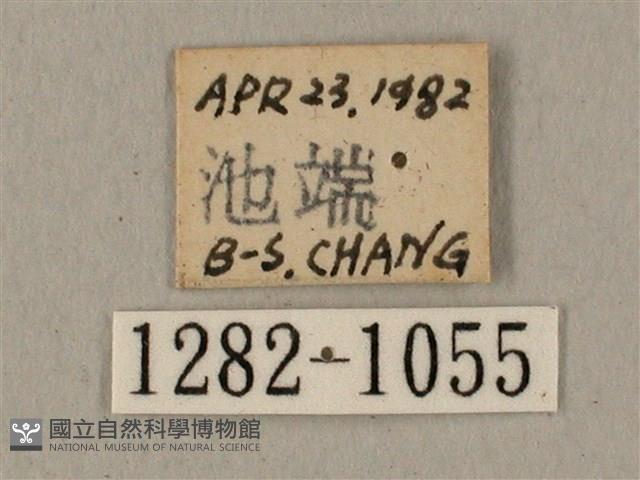 全緣缺角天蛾藏品圖，第3張