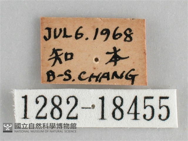 細帶環蛺蝶藏品圖，第3張