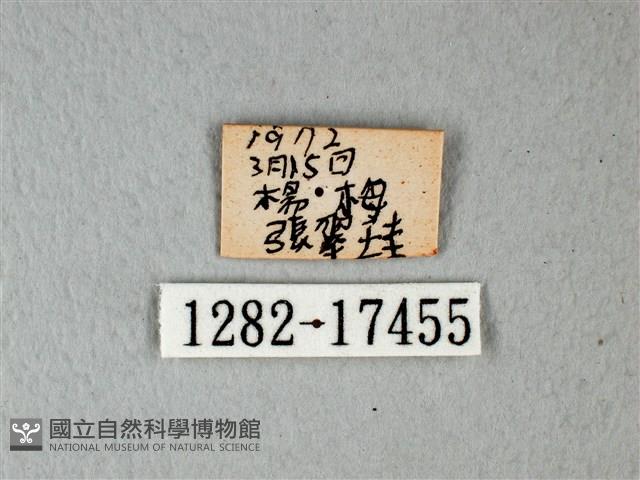 白粉蝶、紋白蝶藏品圖，第3張