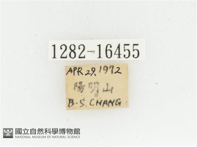 黃肩長腳花金龜藏品圖，第2張