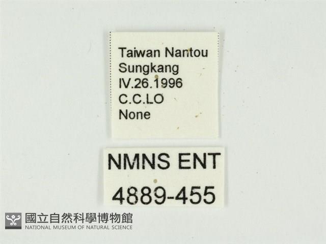 燄駝蛾藏品圖，第3張