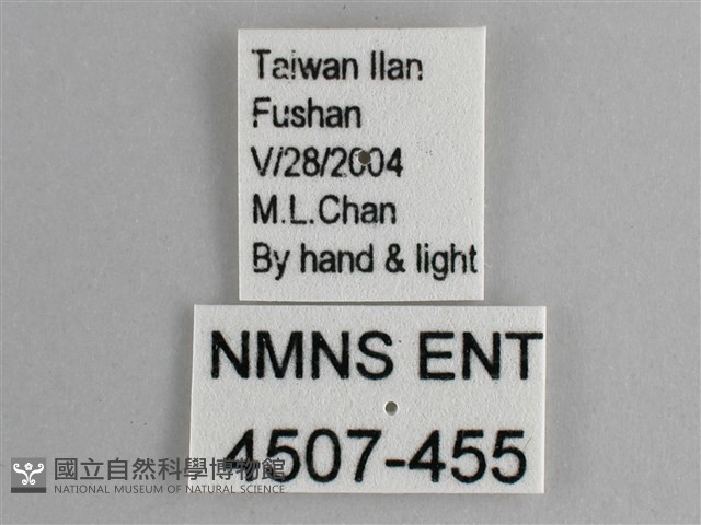 圓翅紫斑蝶藏品圖，第3張