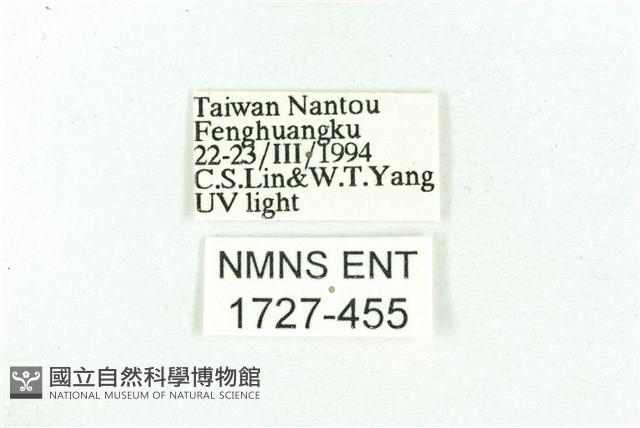 乳白斑燈蛾藏品圖，第3張