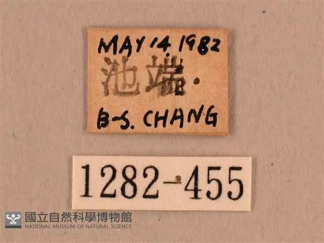 背線天蛾藏品圖，第3張