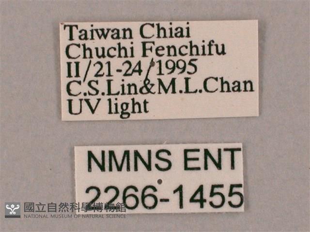 井上氏絨毛天蛾藏品圖，第3張