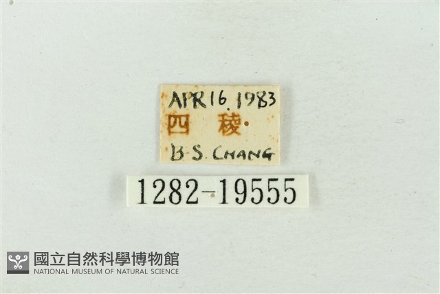 粉太波紋蛾藏品圖，第3張