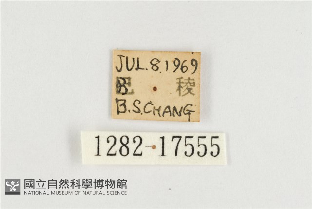 臺灣翠蛺蝶藏品圖，第3張