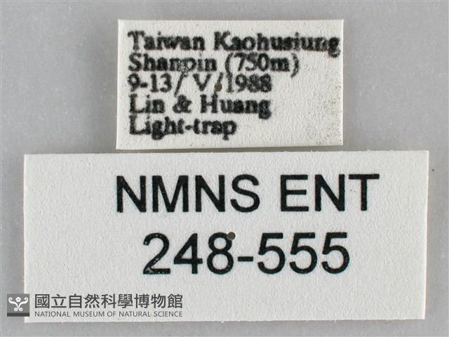 扁刺蛾藏品圖，第3張