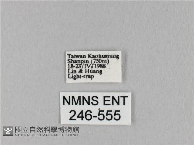 馬尾松枯葉蛾藏品圖，第3張